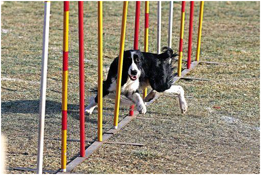 狗狗培训 训狗基地 训狗学校