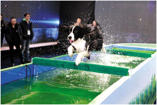 史宾格训练 狗狗训练