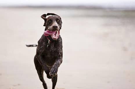 训狗基地 爱家训狗学校 狗狗看门训练.jpg