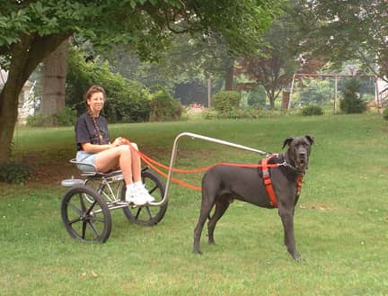 狗拉车 狗与人