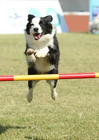 狗狗敏捷运动 狗狗障碍赛 训狗比赛.jpg