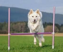  训狗 狗狗敏捷运动 狗狗障碍赛 训狗比赛