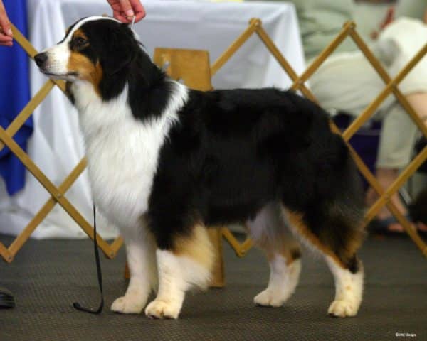 狗狗培训 训狗基地 