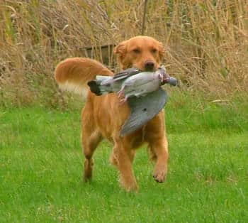 狗狗交流 训狗基地