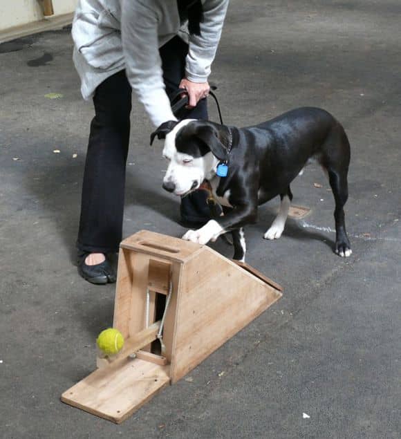 狗狗交流 狗狗运动 狗狗训练