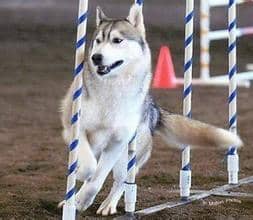 哈士奇专业训练