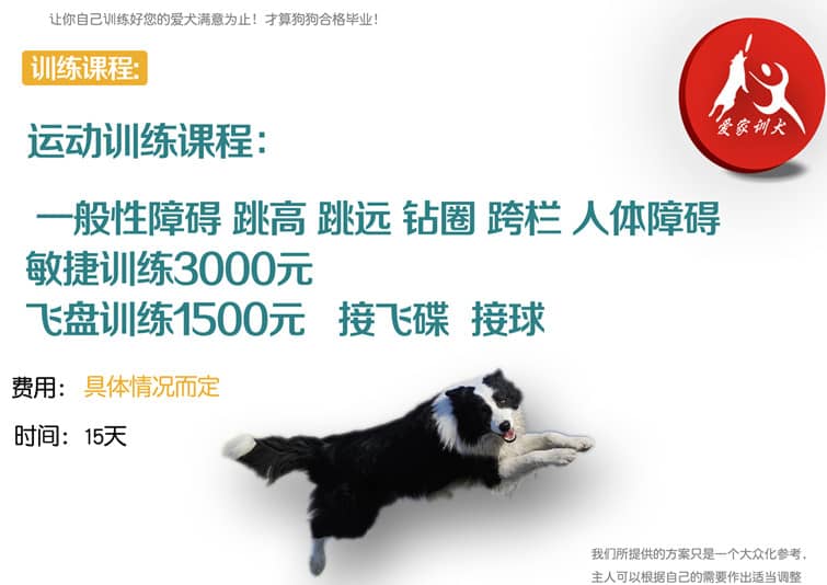 边境犬飞盘专业训练收费标准