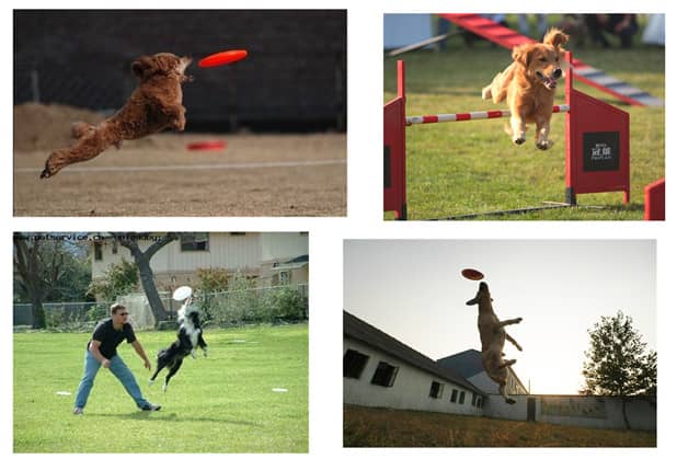 飞碟训练 训狗接飞碟 