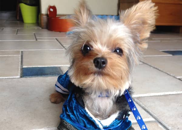 约克夏上门训练 上门训练约克夏犬