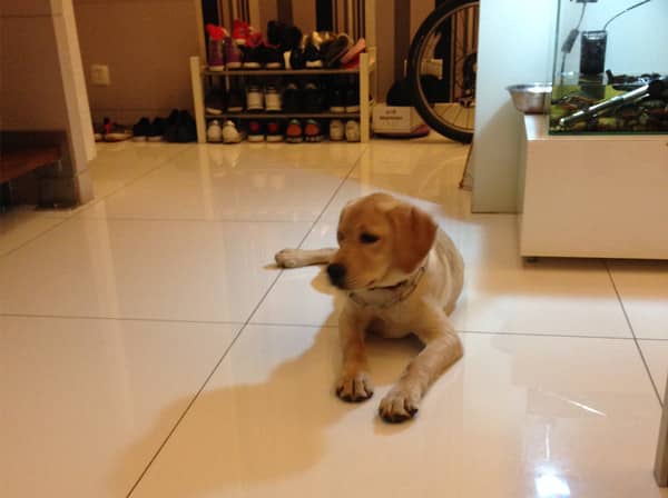 拉布拉多犬训练 上门训练拉布拉多