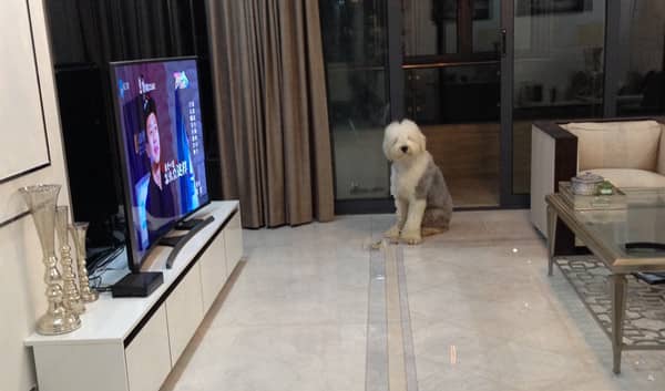 古牧犬训练 上门训练古牧犬