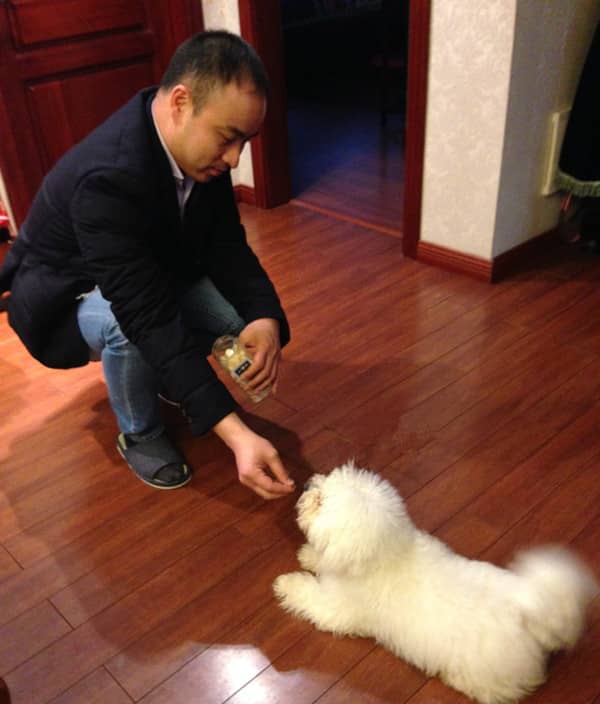 比熊犬训练 上门训练比熊犬