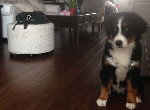 伯恩山犬训练 上门训练伯恩山