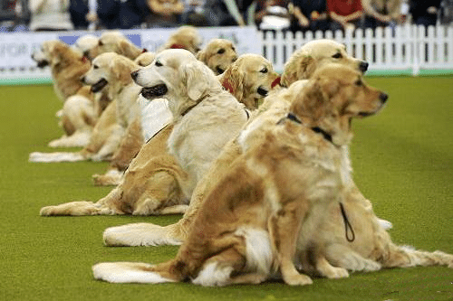 金毛犬专业比赛表演训练