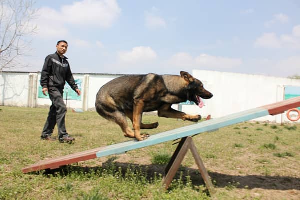 东德犬训练 德牧犬专业训练 训练东德犬