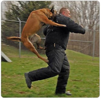 马犬训练 马犬扑咬训练 马犬扑咬锻炼