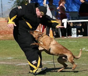 马犬护卫训练 马犬凶猛性训练
