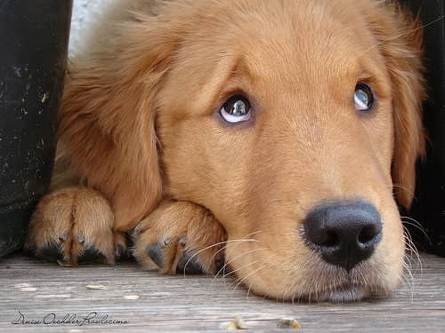 狗狗训练 训狗基地