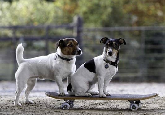 狗狗培训 训狗基地 上海爱家训狗基地