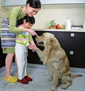 狗狗训练有素 训狗听话