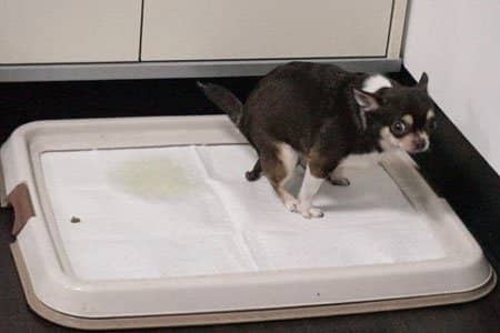 训练狗狗定点大小便 狗大小便训练