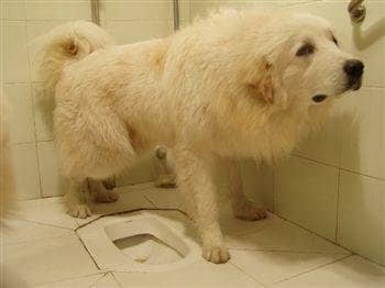 狗狗上厕所训练 训狗上厕所训练