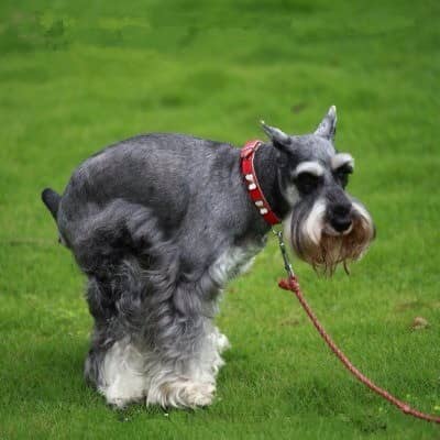 狗狗定點大小便訓練