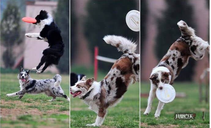 狗狗培训 飞碟训练 训狗接飞碟