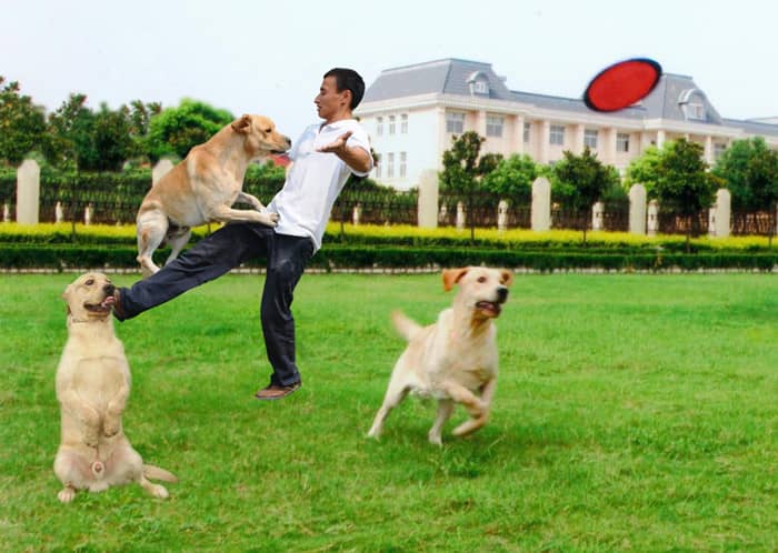 狗狗训练 训练狗 训犬