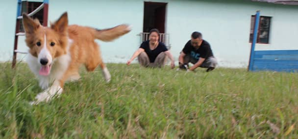 狗狗依赖性训练