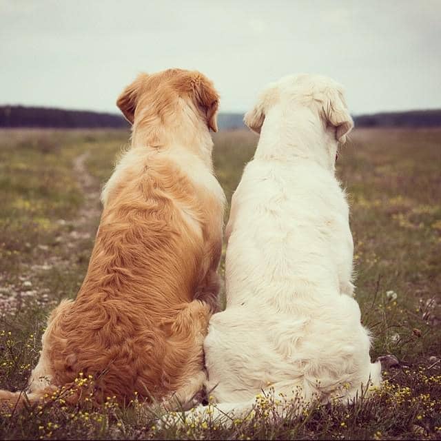 了解狗狗 训狗学校 狗狗上学校