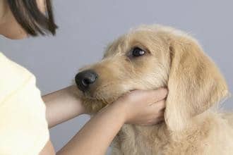狗狗顺从 狗狗表示服从 狗狗服从表现