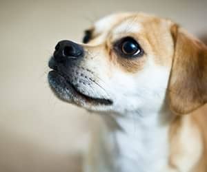 狗狗眼睛心灵 狗狗眼神交流 训狗眼神