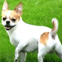 狗狗摇尾巴示好 训狗摇尾巴