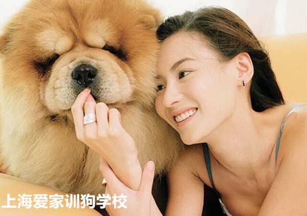 出租狗狗 训狗出租