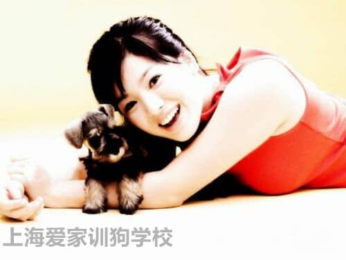 宠物出租 出租宠物 宠物租赁