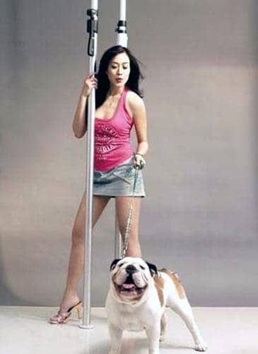 训狗学校 狗狗学校 狗狗出租