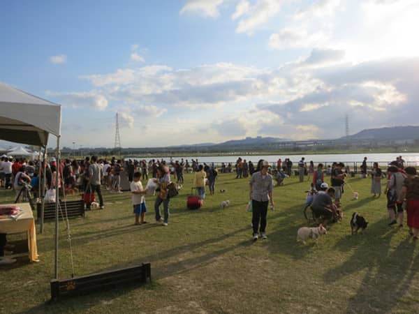 狗狗运动聚会 训狗聚会 上海爱家训狗学校