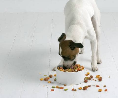 狗狗食物 狗狗学校狗狗食物谱