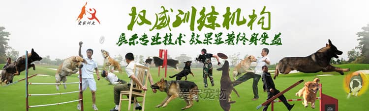 训狗师培训课程 训狗课程 训狗科目表 狗狗训练收费标准 训狗标准 上海爱家训狗基地