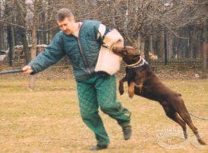 狗狗训练 训狗基地 杜宾培训