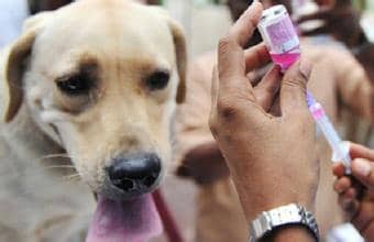 拉不拉疫苗注射 疫苗注射