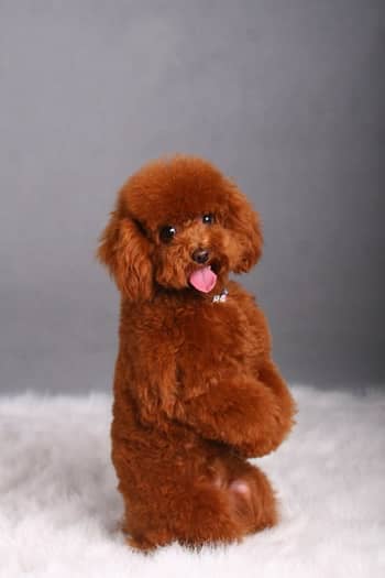 泰迪犬 泰迪犬专业训练