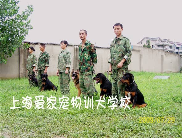 宠物学校宠物训练 爱家训狗师.jpg