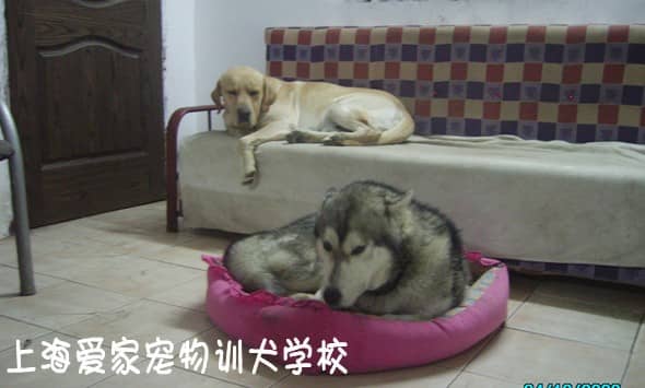 狗狗家长在训狗学校 (2).jpg