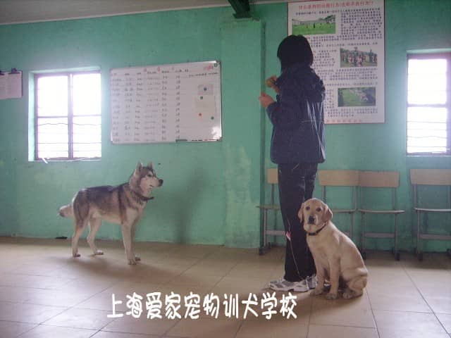拉不拉多培训  训练拉不拉多犬.jpg