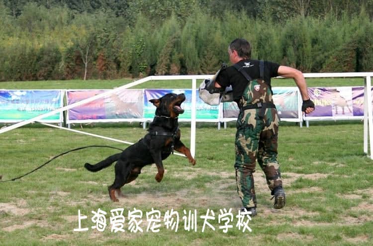 扑咬训练 罗威那训练 训练罗威纳犬.jpg