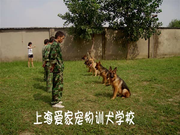 上海爱家宠物训犬专业德国牧羊犬训练.jpg
