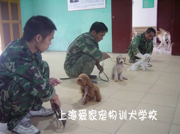 泰迪犬专业训练 爱家宠物学校.jpg