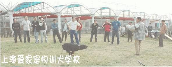 上海爱家训狗学校，罗威那专业赛级训练.jpg